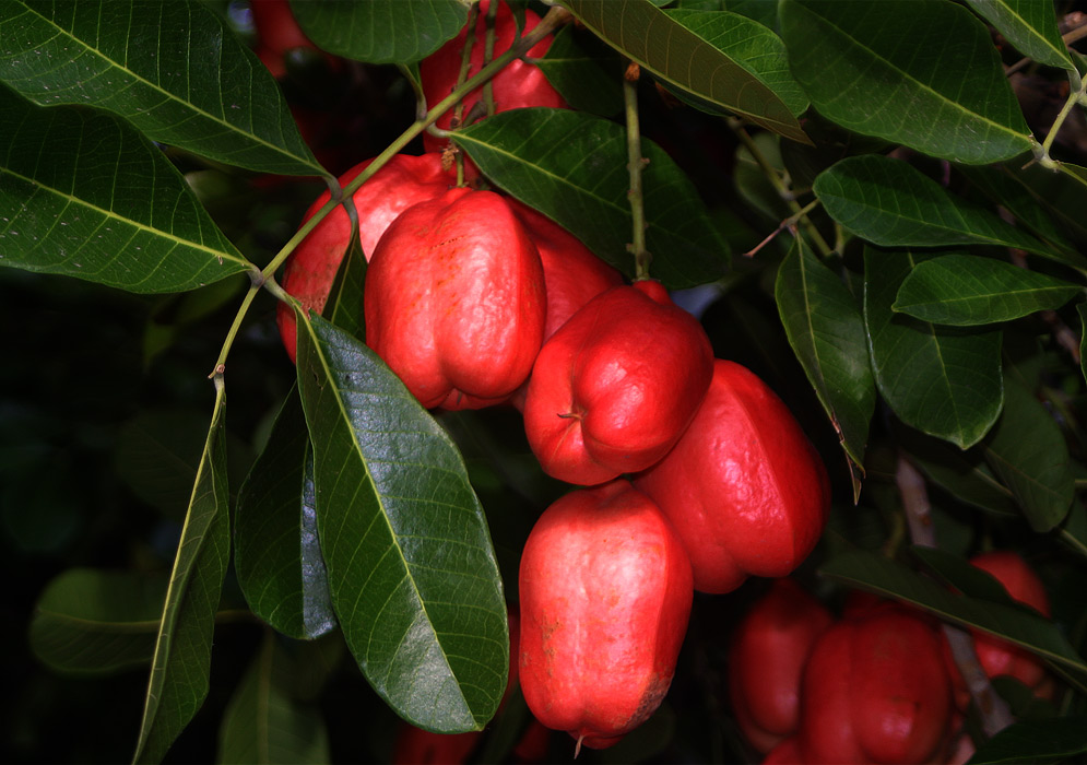 سیب جاوه - معرفی درختان میوه